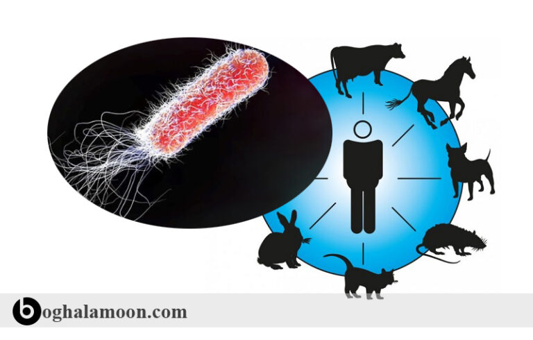 بیماری های باکتریایی قابل انتقال از حیوان به انسان:باکتری های کولی
