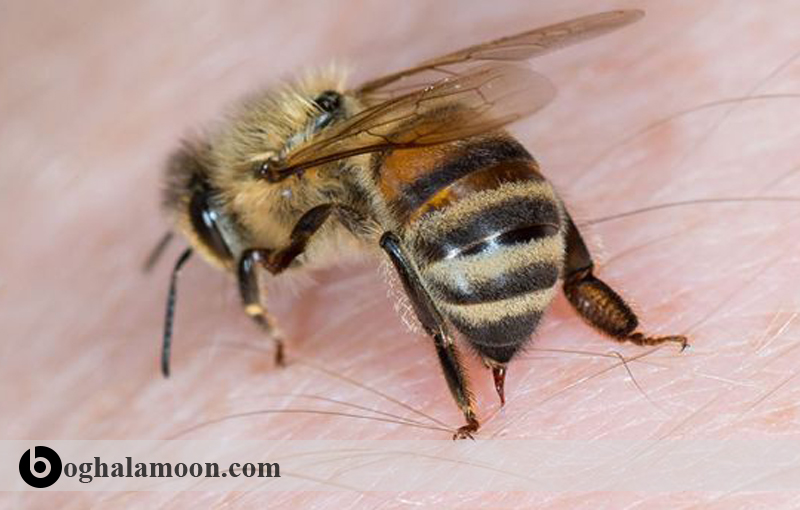 آشنایی با موارد تجویز زهر زنبورعسل
