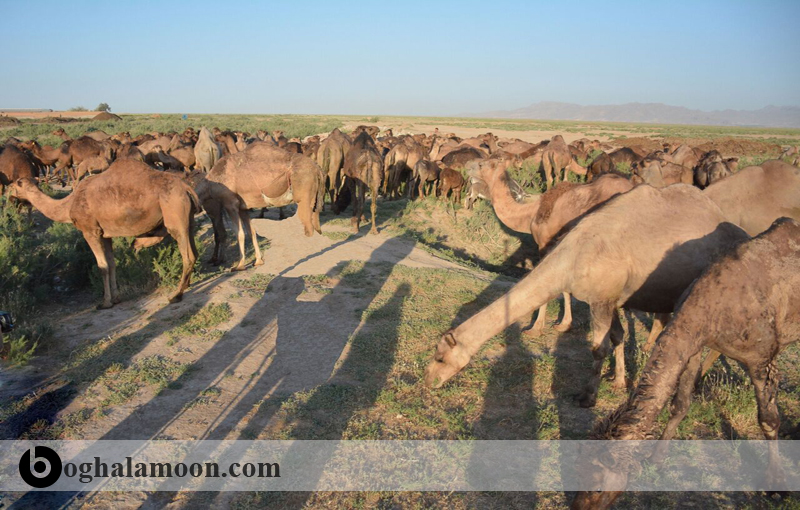 شیوه های معمول نگهداری و پرورش شتر در ایران