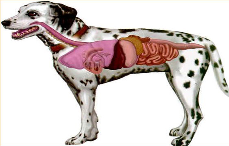 فیزیولوژی و ساختمان دستگاه های اصلی بدن سگ