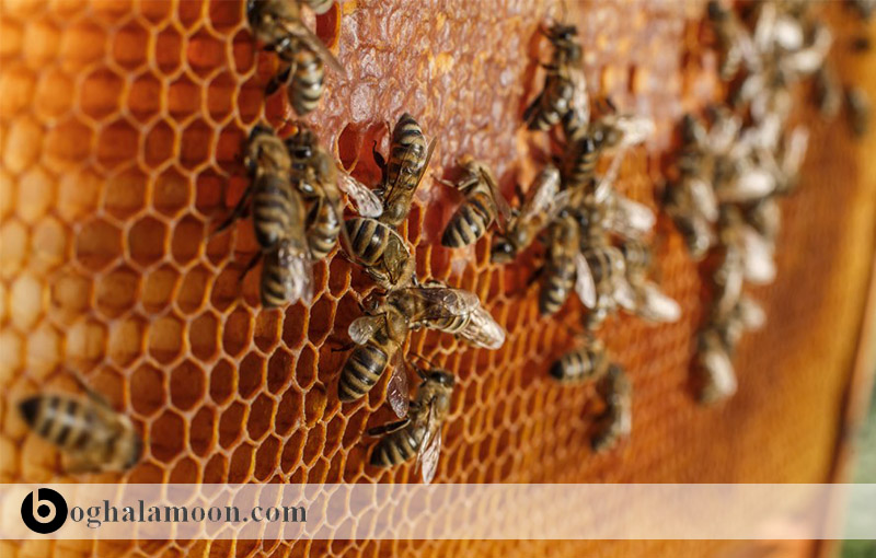 استعدادهای اقلیمی ایران در پرورش زنبور عسل