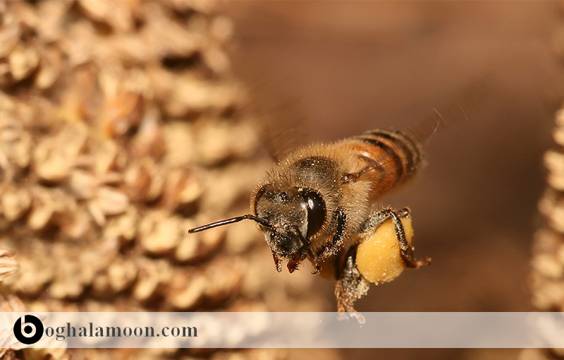 ترکیب (کیتوزان – ملانین)زنبور عسل و اثرات درمانی آن