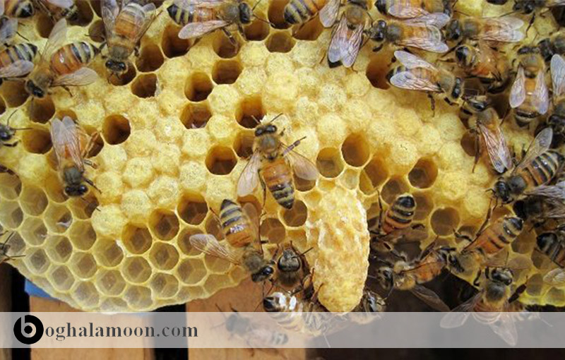 شاه انگبین زنبور عسل و اثرات درمانی آن (ژله رویال)