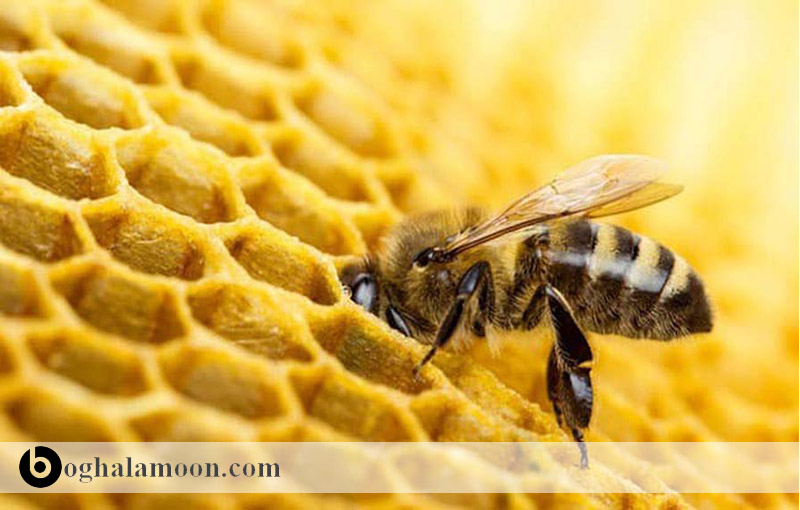 موم زنبور عسل و اثرات درمانی آن
