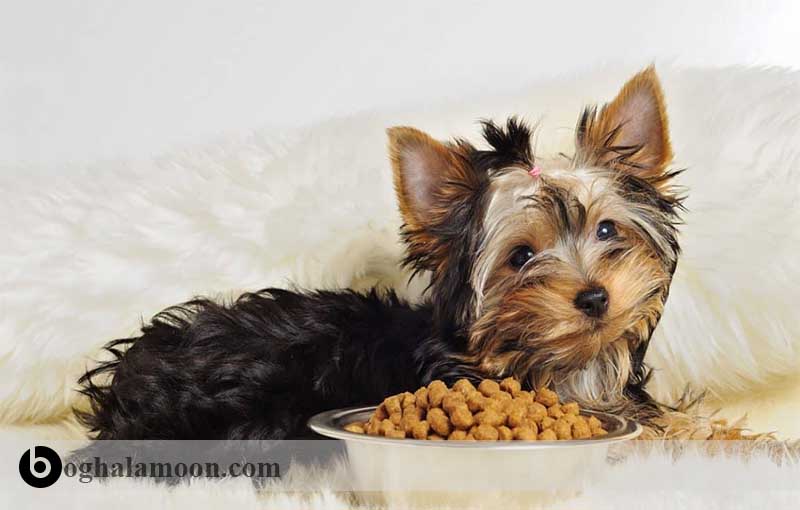 هر آنچه که در مورد غذای سگ های اسباب بازی باید بدانید