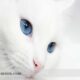 White Blue- eyed cat