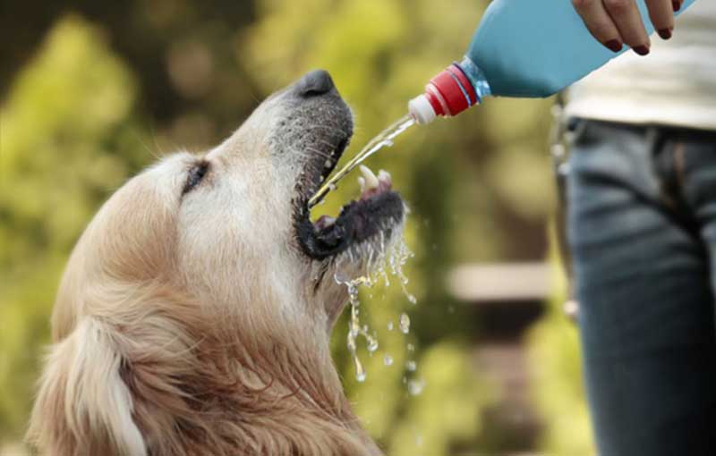 آب در تغذیه حیوانات خانگی