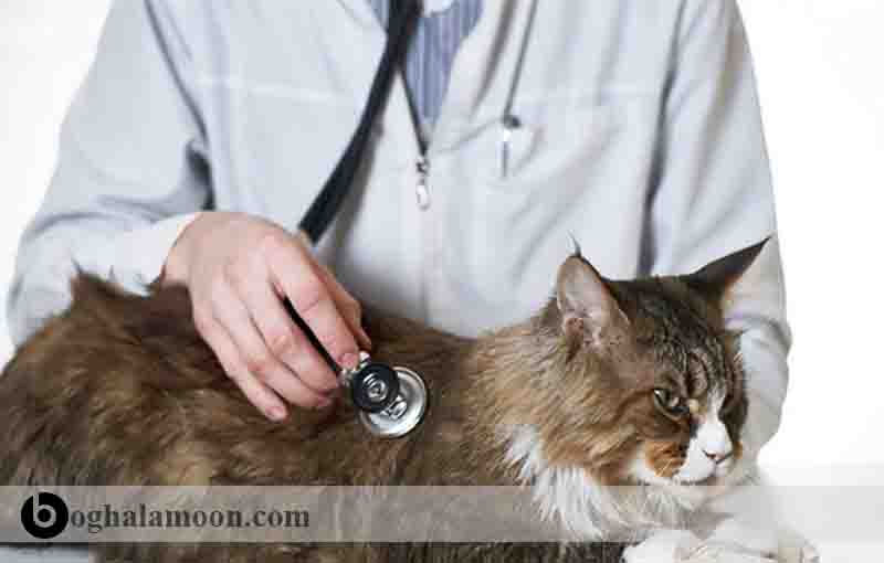 بیماری­های قلب در گربه