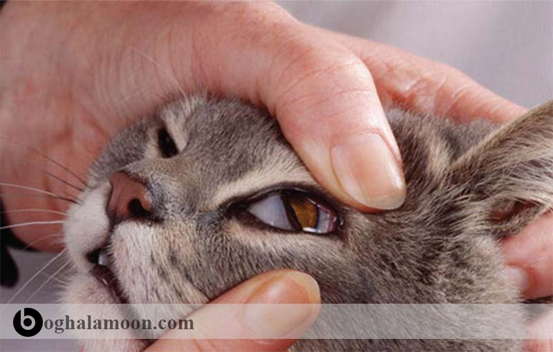 آشنایی با بیماری­های چشم در گربه