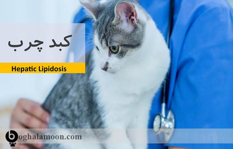 آشنایی با مشکلات بیماری­های کبد گربه