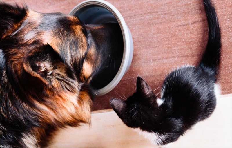 توصیه های تغذیه ای در تغذیه سگ و گربه