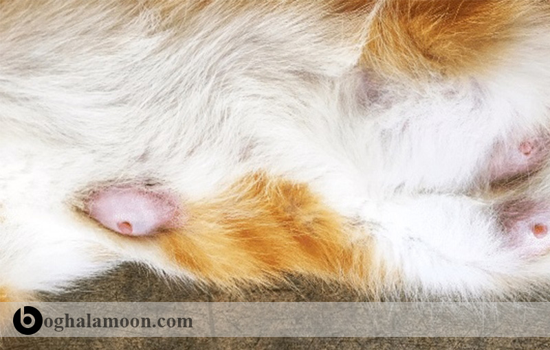 بررسی عارضه تومورهای پستان گربه