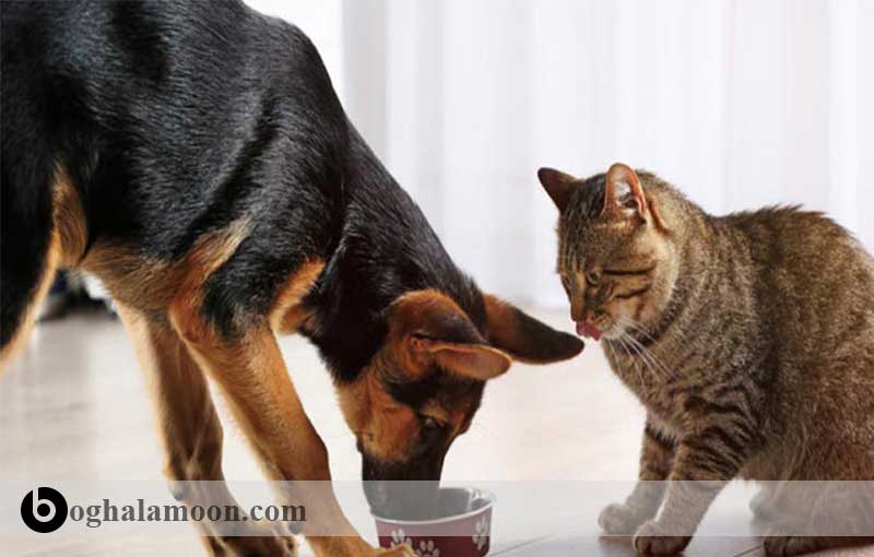 خوراک سگ و گربه در دوران رشد