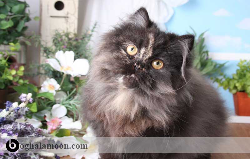 آشنایی با نژاد گربه ­های موبلند:گربه نژاد تورتوایس شل