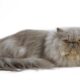 گربه آبی- کرم ایرانی