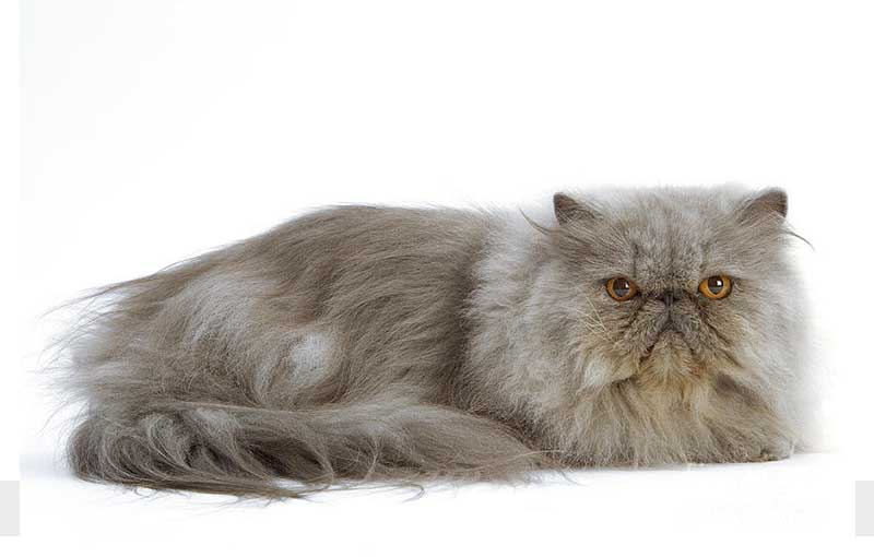گربه آبی- کرم ایرانی