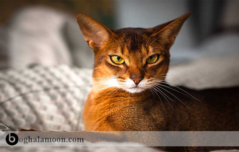 آشنایی با نژاد گربه ­های موبلند:گربه دارای خطوط قهوه­ای ایرانی