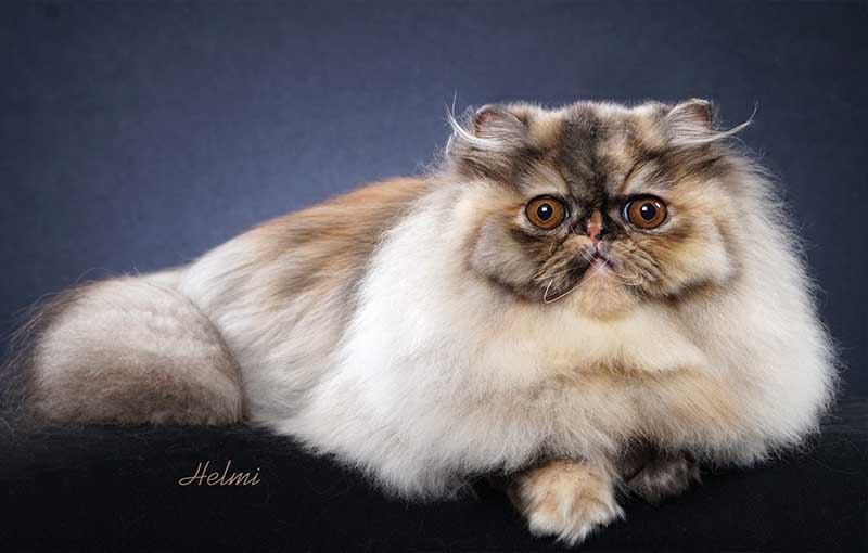 گربه دودی رنگ ایرانی