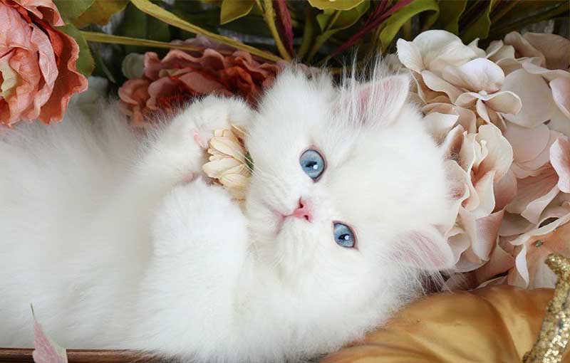 آشنایی با نژاد گربه ­های موبلند:گربه سفید ایرانی با چشمان آبی