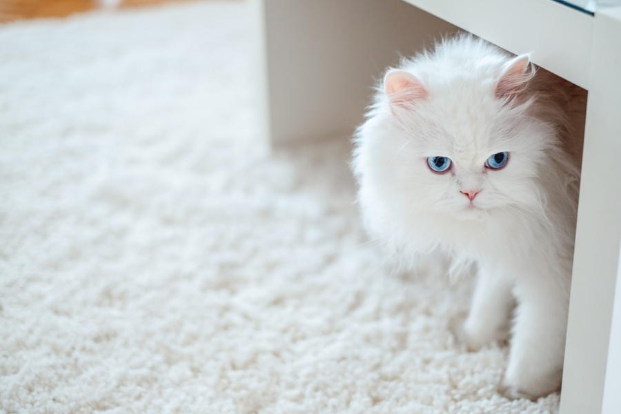 گربه سفید ایرانی با چشمان آبی