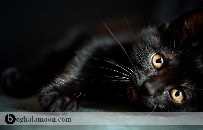 گربه سیاه اروپایی