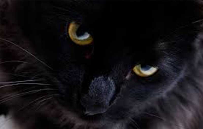 گربه سیاه ایرانی