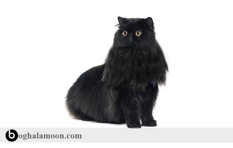 آشنایی با نژاد گربه ­های موبلند: گربه سیاه ایرانی