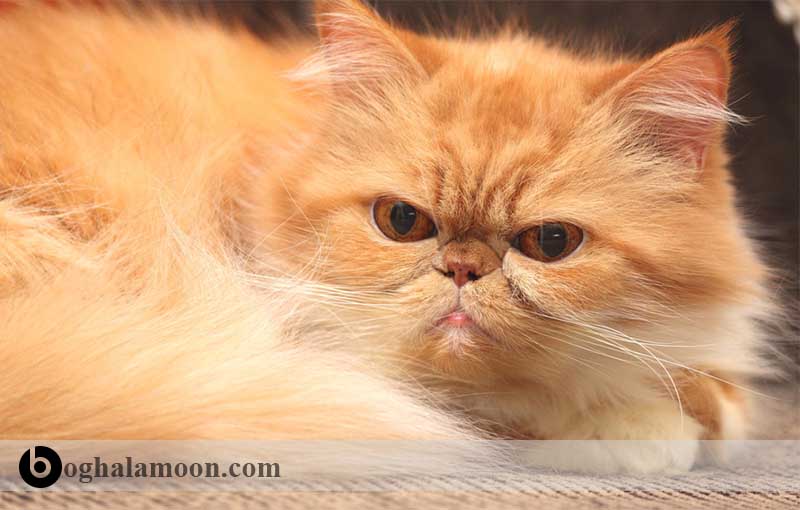 گربه قرمز رنگ ایرانی