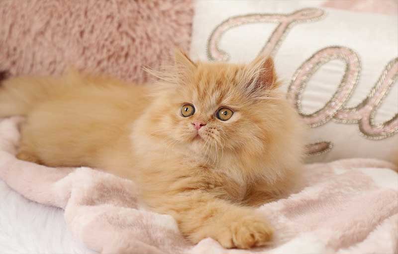 گربه قرمز رنگ ایرانی