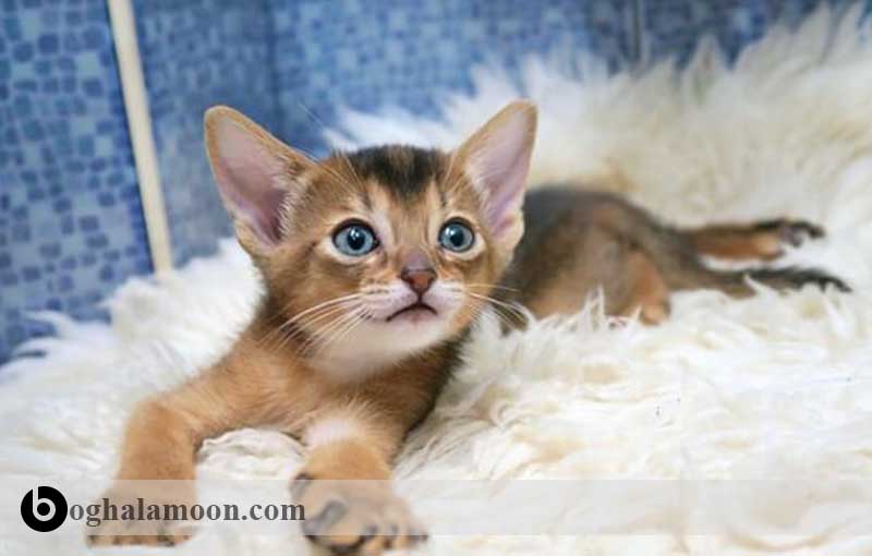آشنایی با نژاد گربه ­های موکوتاه:گربه قرمز روشن، قهوه­ای نارنجی حبشه­ای
