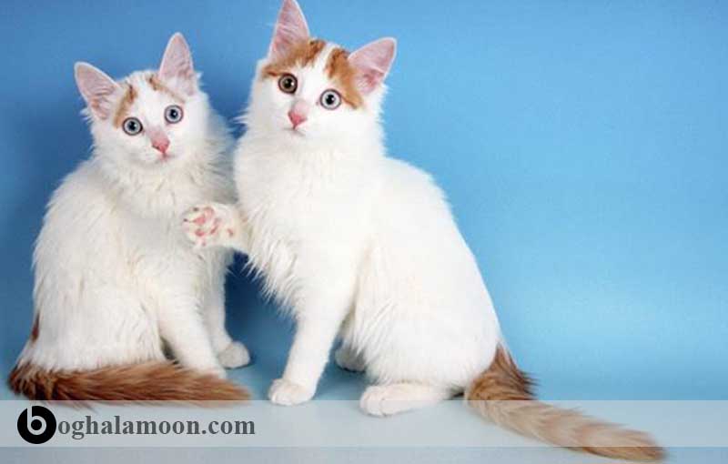 آشنایی با نژاد گربه ­های موبلند:گربه نژاد چند رنگ ترکیه