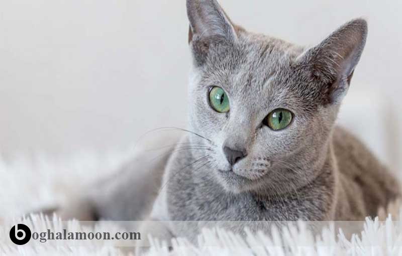 آشنایی با نژاد گربه ­های موکوتاه:گربه های آبی(انگلیسی،روسی)
