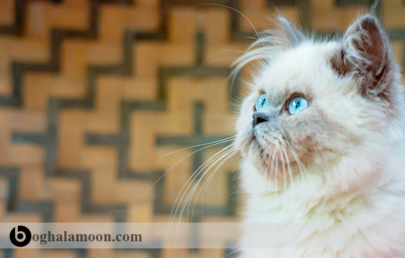 آشنایی با نژاد گربه ­های موبلند:گربه هیمالیایی (خمر) لکه رنگی