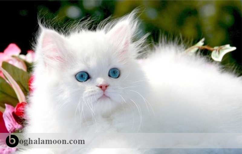 آشنایی با نژاد گربه ­های موبلند:گربه چین­چیلای ایرانی
