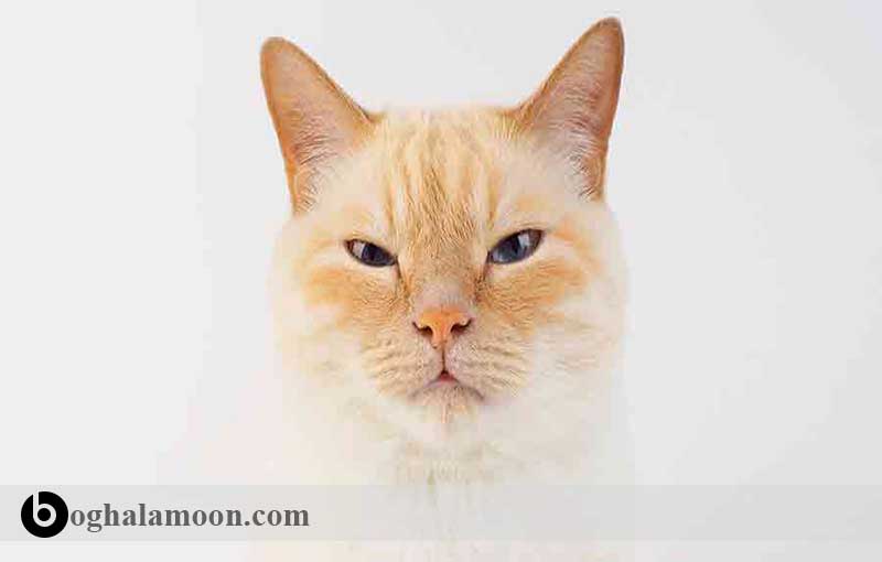 آشنایی با نژاد گربه ­های موکوتاه:گربه کرم اروپایی