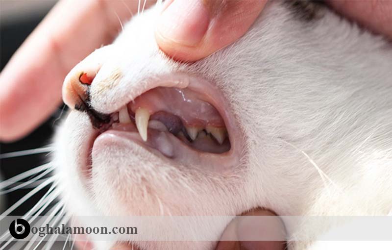 جراحات و زخم­های دهانی گربه