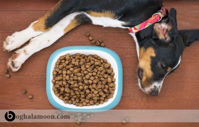 هر آنچه که در مورد غذای سگ­های کار باید بدانید