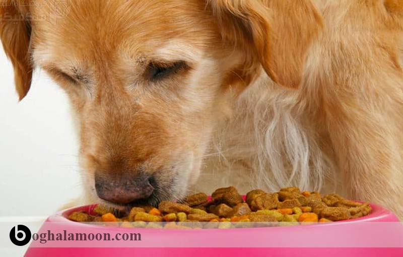 بررسی غذای سگ و گربه در دوران پیری