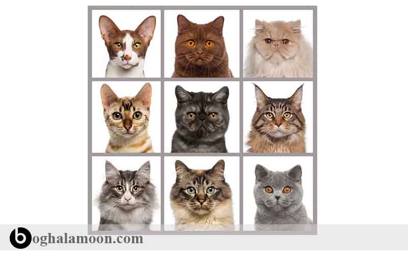 طبقه ­بندی نژادهای مختلف گربه