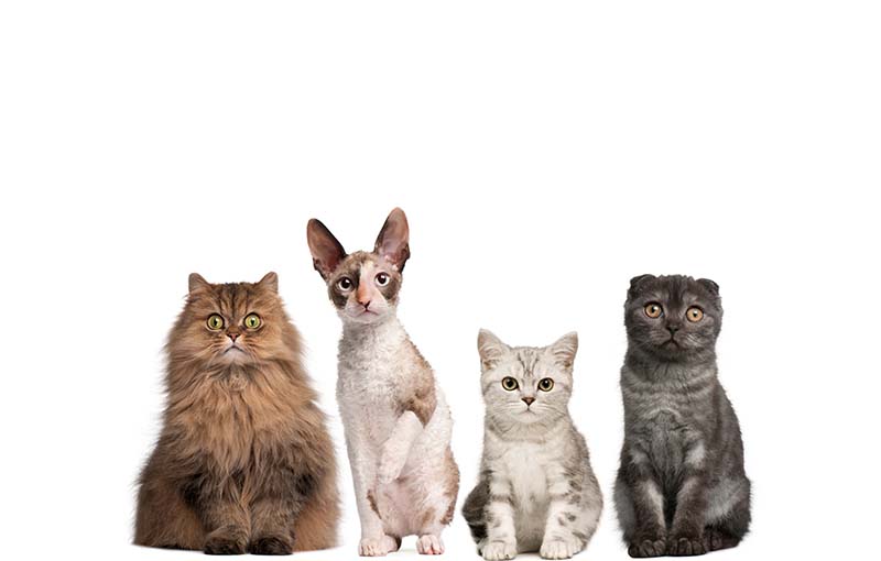 نژادهای مختلف گربه
