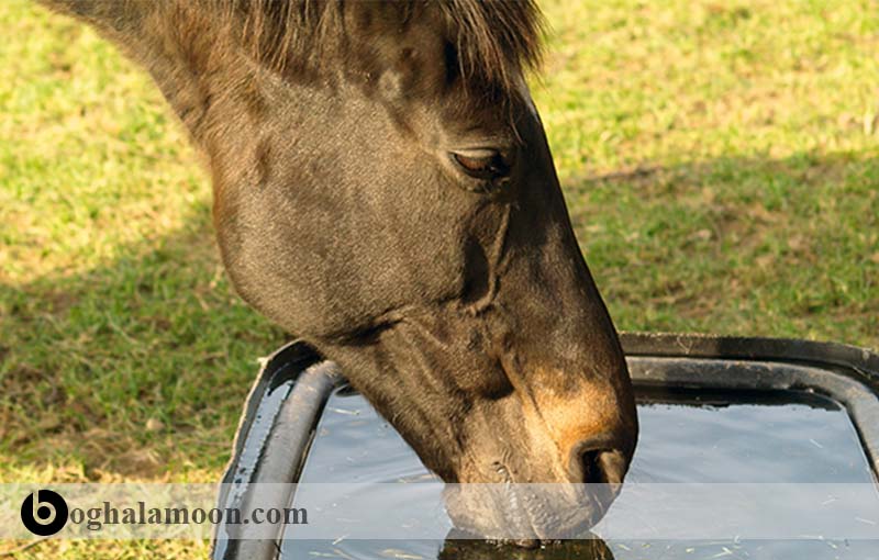 Horse-Trough. Белая лошадь в воде фото. Лошадь вода круглое фото.