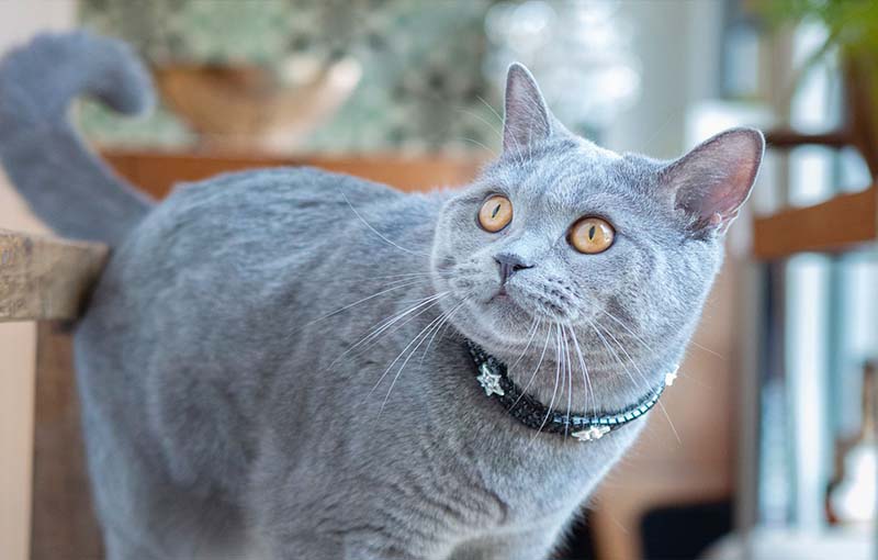 آشنایی با گربه های موکوتاه:گربه نژادآبی- کرم اروپایی