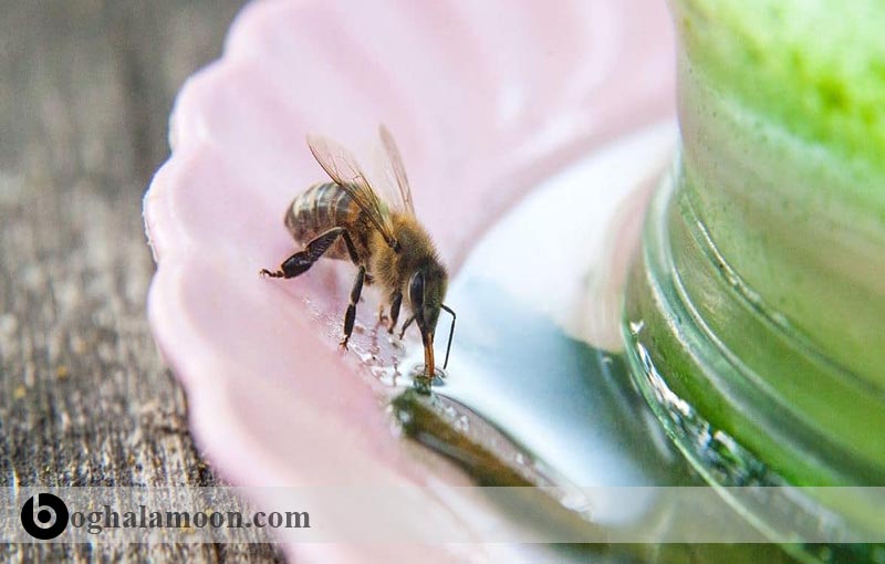 آب در جیره غذایی زنبور عسل