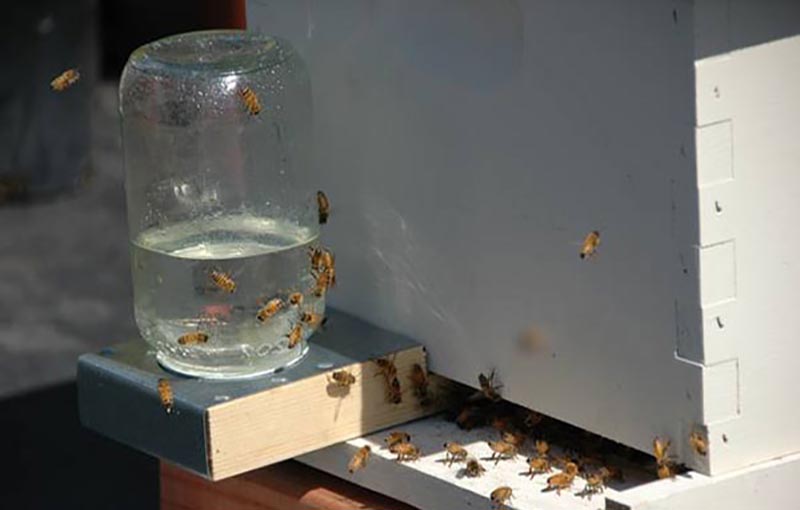 آب در جیره غذایی زنبور عسل