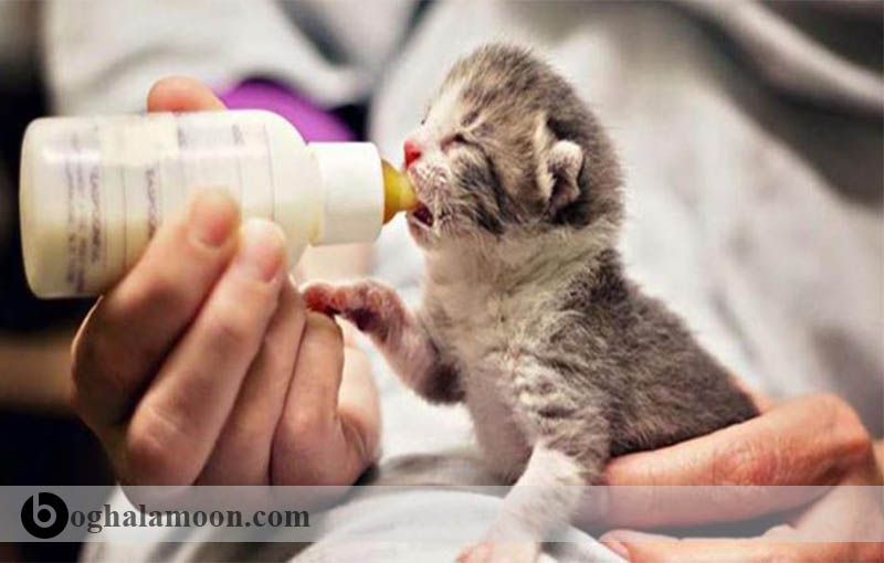 از شیر گرفتن بچه گربه