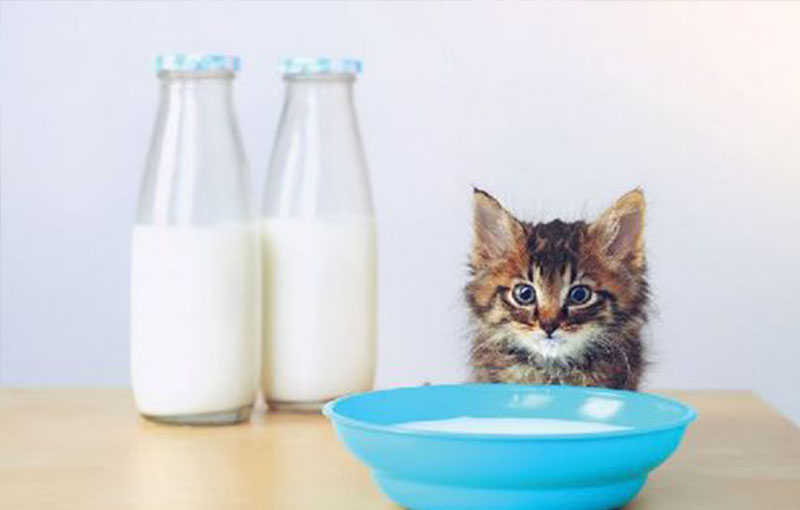 از شیر گرفتن بچه گربه 