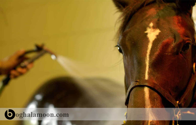 بررسی بیماری ها:عارضه ازت ادراری اسب