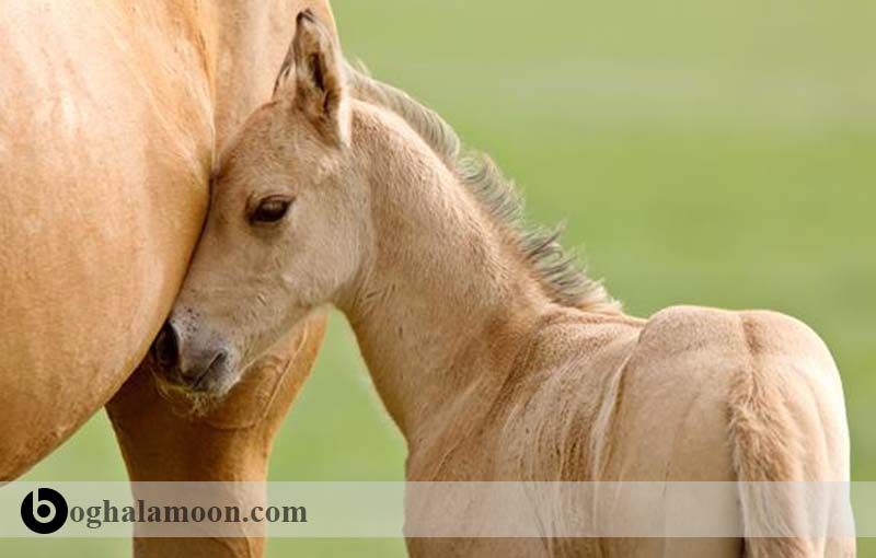 تغذیه اسب­های یک ساله تا دو ساله