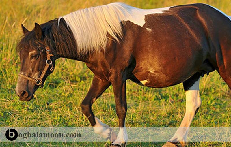 تغذیه اسب:مادیان­های نازا یا باکره و مادیان­های خالص شیرده