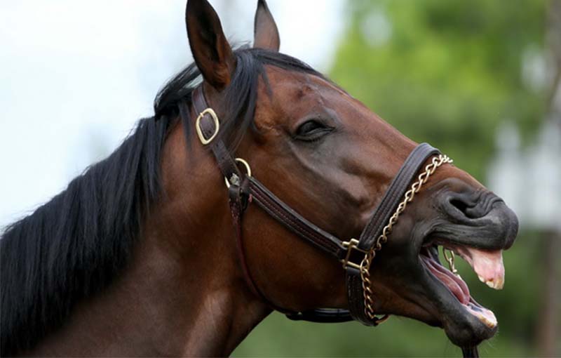 تفاله چغندر قند در تغذیه اسب خوراک­های آبدار اسب
